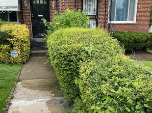 Bush Trimming by Tamunosaki Danagogo for Janet W. in Washington, DC