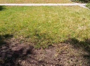 Bush Trimming by Kenneth Eddens for Mary K. in Austin, TX