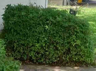 Bush Trimming by Michael Brashear for Nikki D. in Mesquite, TX