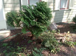 Bush Trimming by Kevin Rhyne for Anita P. in Madison, WI
