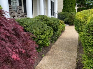 Bush Trimming by Chris Thomas for Ahmed N. in Midlothian, VA