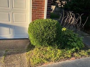 Bush Trimming by James Sabo for Josh E. in Portsmouth, VA