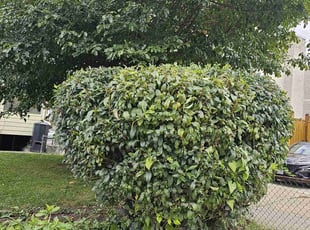 Bush Trimming by Jose Paz for Jason E. in Washington, D.C., DC