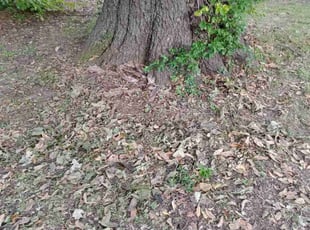 Cleanups by David Rodriguez for Kaitlin R. in Belleville, IL