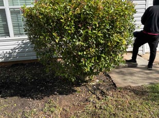Bush Trimming by Myia Weston for Debra B. in Riverdale, GA