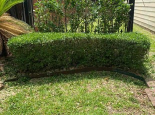 Bush Trimming by Corey Perales for Fitz B. in San Antonio, TX