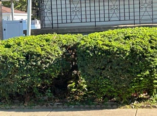 Bush Trimming by Caleb Grayson for Nikia F. in Chicago, IL