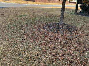 Leaf Removal by Green Juniper for Dillon H. in Raleigh, NC