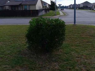 Cleanups by Noe Perez for Shannon H. in San Antonio, TX