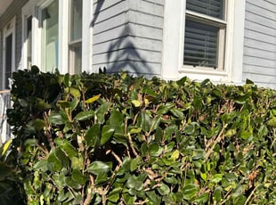 Bush Trimming by Nicholas Poulsen for Paris M. in San Diego, CA