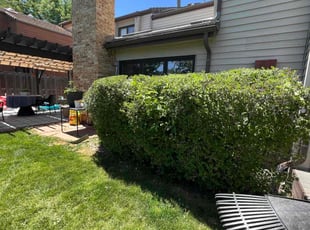 Bush Trimming by Jesse Nunez for Chris R. in Denver, CO