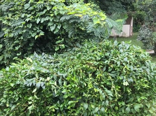 Bush Trimming by Ralph Tull for Laura G. in Feasterville-Trevose, PA