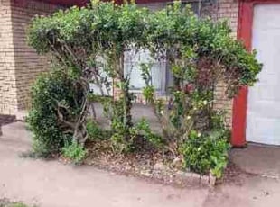 Bush Trimming by James Archer for Lorenzo O. in Oklahoma City, OK