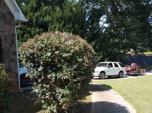 Bush Trimming by Mark Cook for Magnolia L. in Douglasville, GA
