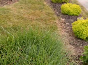 Weeding by Kema Ndebay for Rev. Carlo S. in Syracuse, NY