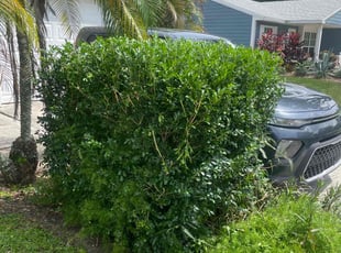 Bush Trimming by Charles Walton for Joey W. in Boynton Beach, FL