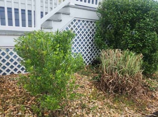 Bush Trimming by Jay M for andria k. in Norfolk, VA
