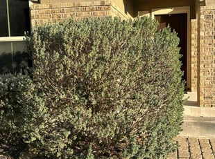 Bush Trimming by Marcus Ward for Jose M. in New Braunfels, TX
