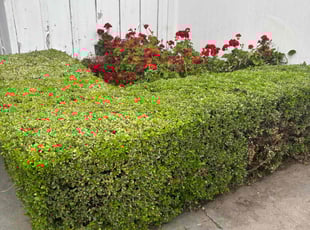 Bush Trimming by Fernando Gomez Rodriguez for Jewell R. in Whittier, CA