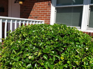Bush Trimming by Tom Dycus for Joe W. in Norfolk, VA