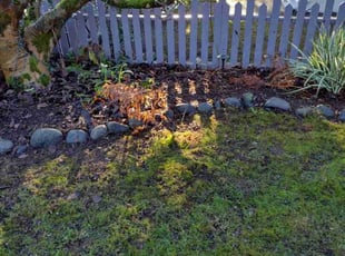 Leaf Removal by Kristofel Simbajon for Meghan E. in Seattle, WA