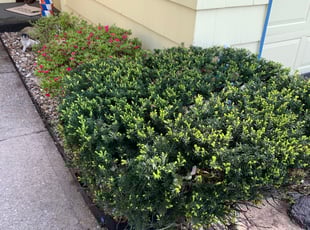 Bush Trimming by Danny Majewski for Anita S. in Mission, KS