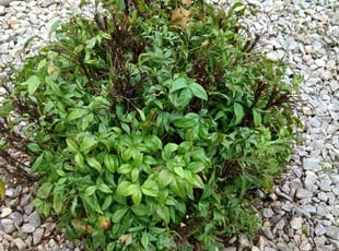 Cara F.'s Bush Trimming service result