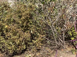 Bush Trimming by Pablo Gonzalez for Shelby C. in Round Rock, TX