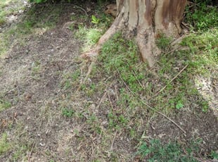 Weeding by Robert Rust for Suzy E. in Southaven, MS