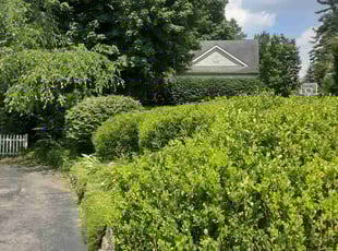 Bush Trimming by Caleb Patton for Brandon A. in Cincinnati, OH
