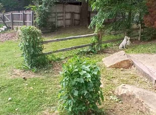 Bush Trimming by Stephen Propst for Connie M. in Tulsa, OK