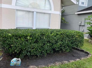 Bush Trimming by Carlos Arocho for Stephen N. in Longwood, FL