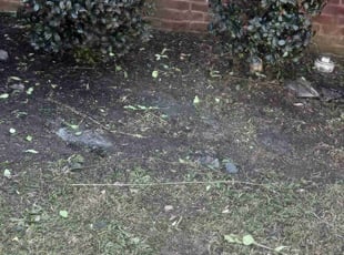 Bush Trimming by Virgil GREENE for TAMARA H. in Ellenwood, GA
