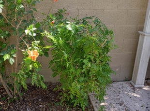 Bush Trimming by Jacob Tyler for Eddie L. in Scottsdale, AZ