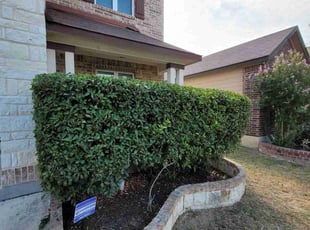 Bush Trimming by Ron & Marie Gray for Tenisha B. in San Antonio, TX