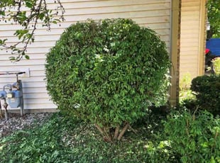 Bush Trimming by Chad Mann for Jana F. in Fishers, IN