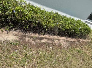 Bush Trimming by Peterson Dariste for Mike O. in Venice, FL
