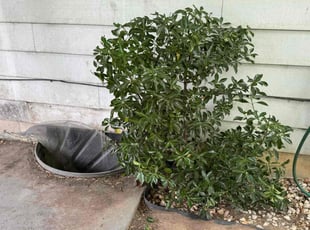 Bush Trimming by Franklin Chicas for Shari J. in Fort Washington, MD