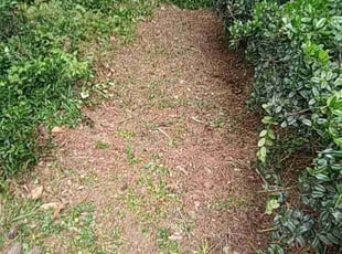 Bush Trimming by Eddie Hicks for Nick F. in Tucker, GA