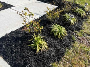 Mulching by Nancy Rodriguez for Cristal S. in Houston, TX