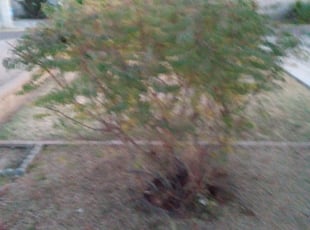 Bush Trimming by Nick Steffes for Heather J. in Phoenix, AZ