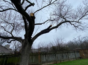 Cleanups by Benito Perez for Sterling J. in Round Rock, TX