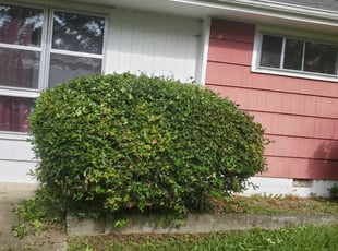 Bush Trimming by Sherman Franklin for Jacob H. in Chattanooga, TN