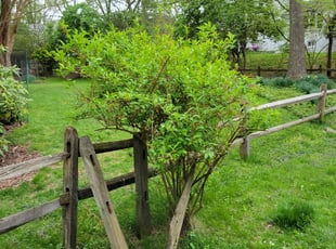 Bush Trimming by Edwin Villagran for Chang-Hua C. in Rockville, MD