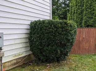 Robert S.'s Bush Trimming service result