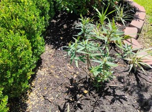 Weeding by Diego Gonzalez for Travis P. in Richmond, TX