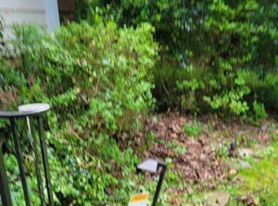 Bush Trimming by James Neely for Anita S. in Rock Hill, SC
