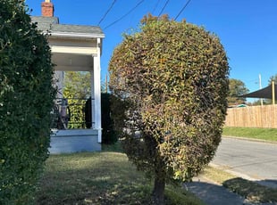Bush Trimming by Jemuel Thompson for Rose W. in Richmond, VA