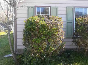 Rupel p.'s Lawn Mowing Service service result