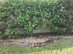 Bush Trimming by Sterlinne Jerome for Micheal L. in North Port, FL